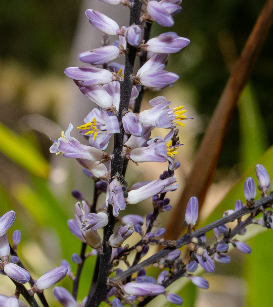 Image of Cordyline stricta specimen.