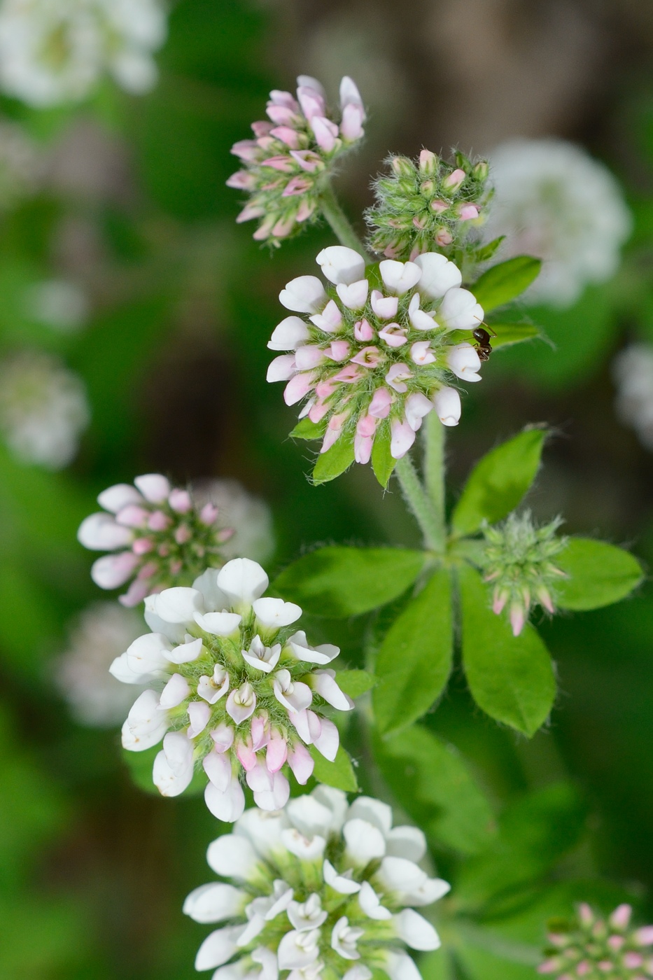 Изображение особи Dorycnium herbaceum.