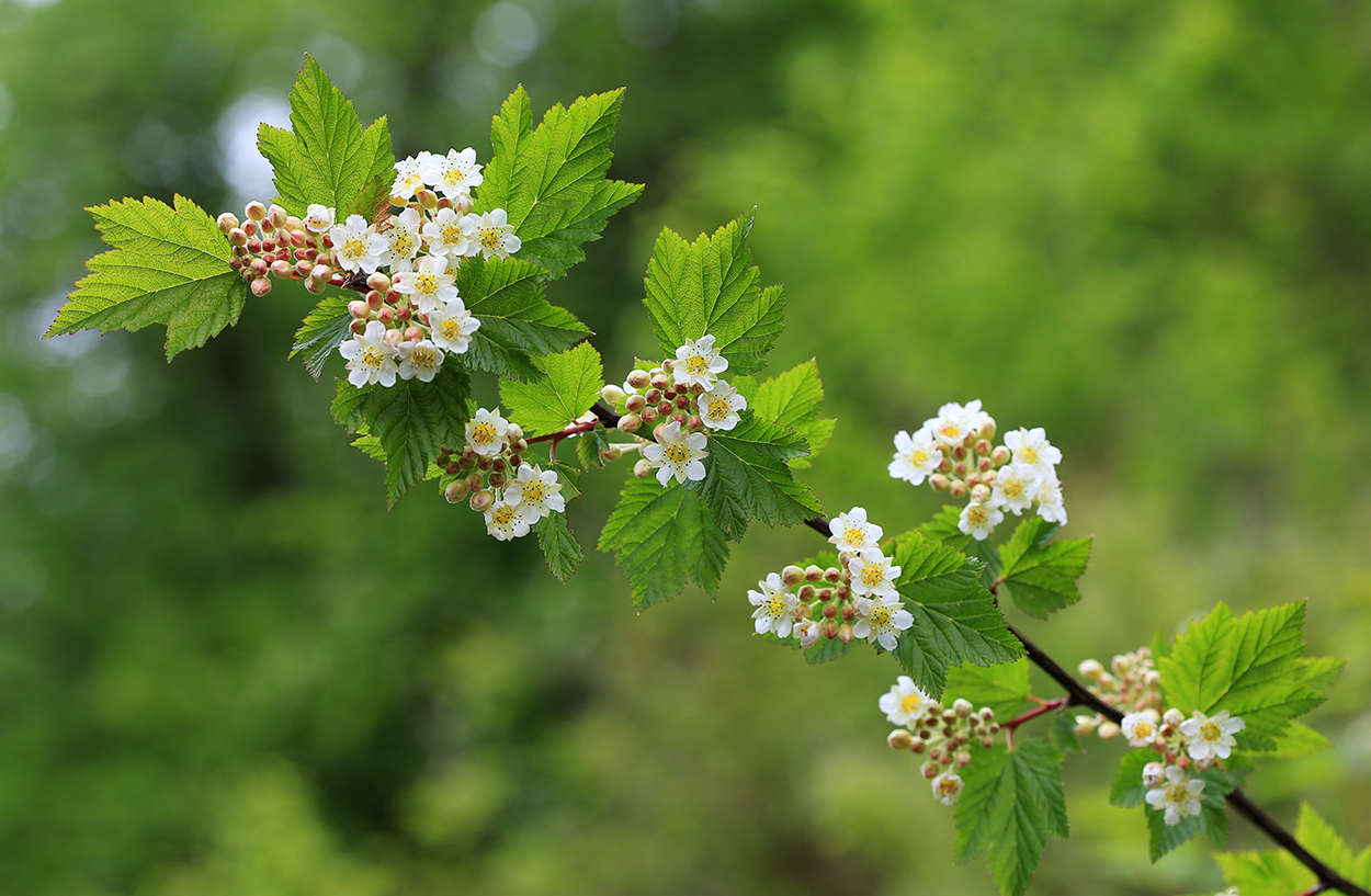 Image of Physocarpus ribesifolia specimen.