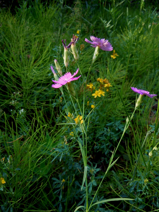 Изображение особи Dianthus pratensis.