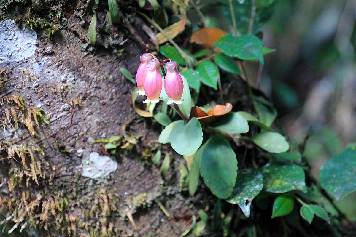 Image of genus Kalanchoe specimen.