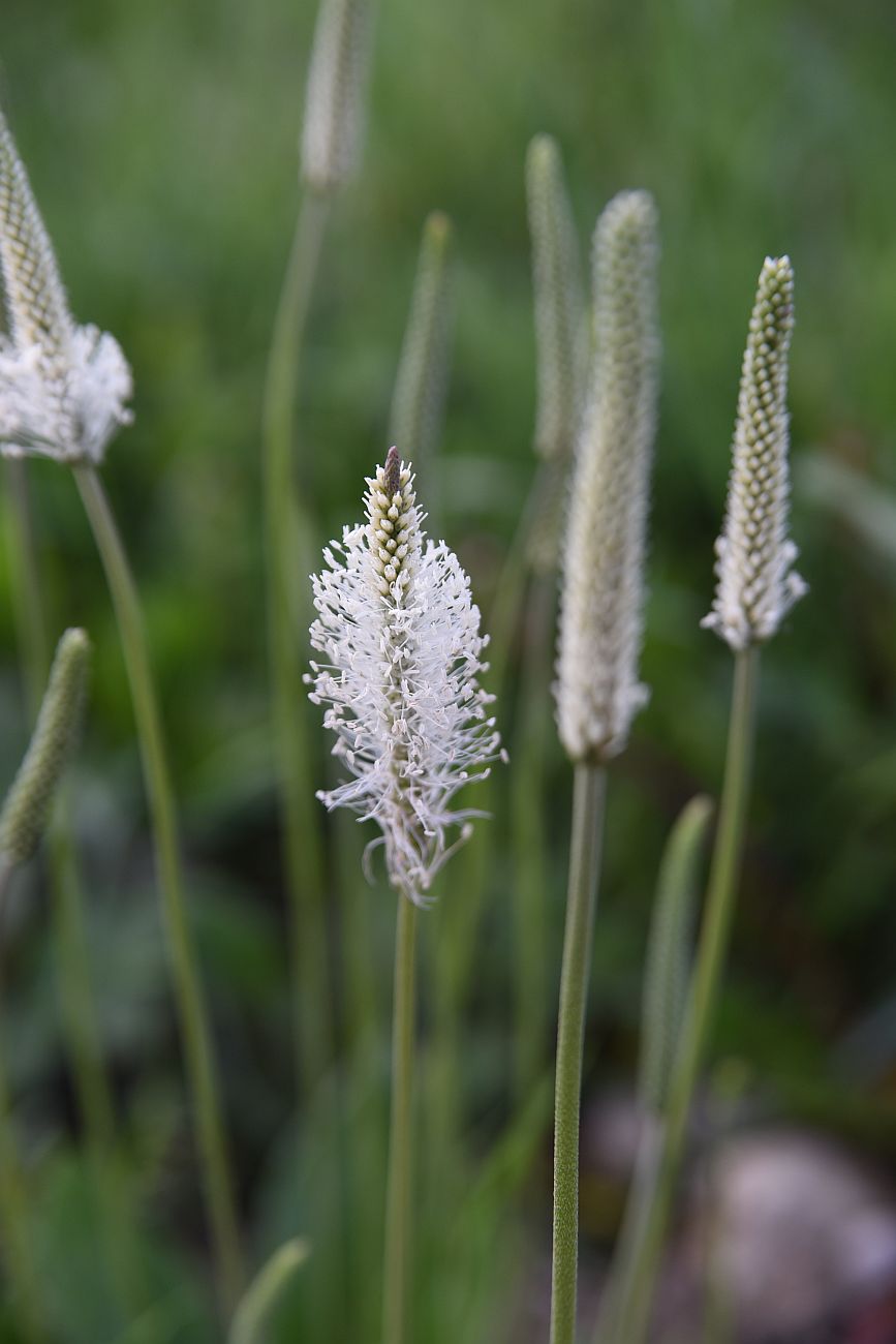 Image of Plantago urvillei specimen.