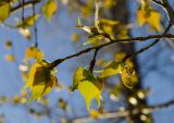 Populus nigra