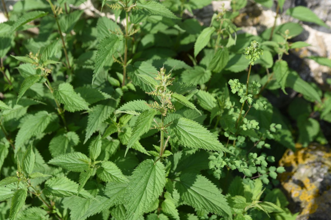 Image of Urtica dioica specimen.