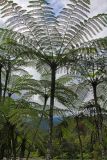 семейство Cyatheaceae. Вегетирующее растение. Малайзия, штат Паханг, р-н Рауб, Fraser's Hill, заповедник \"Jeriau Waterfall\". 02.11.2012.