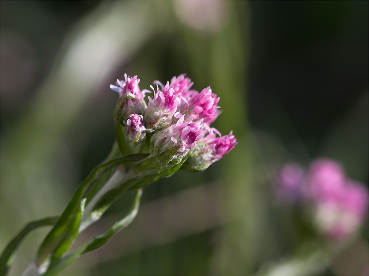 Изображение особи Antennaria dioica.