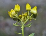 Haplophyllum suaveolens