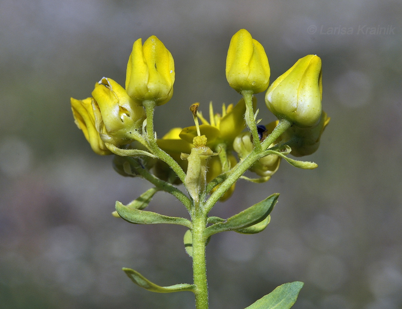 Image of Haplophyllum suaveolens specimen.