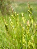 Carex diluta