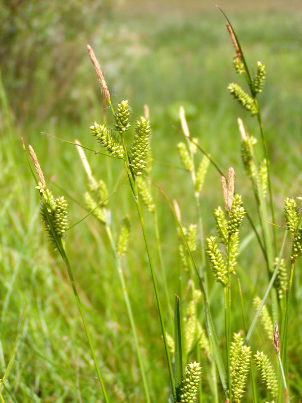 Изображение особи Carex diluta.