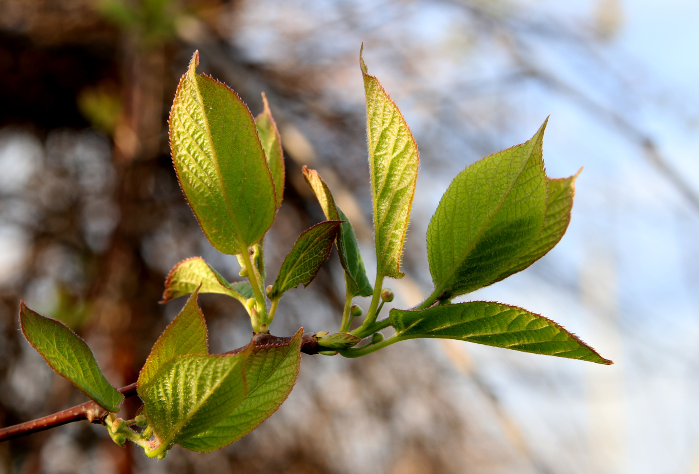 Image of Actinidia kolomikta specimen.