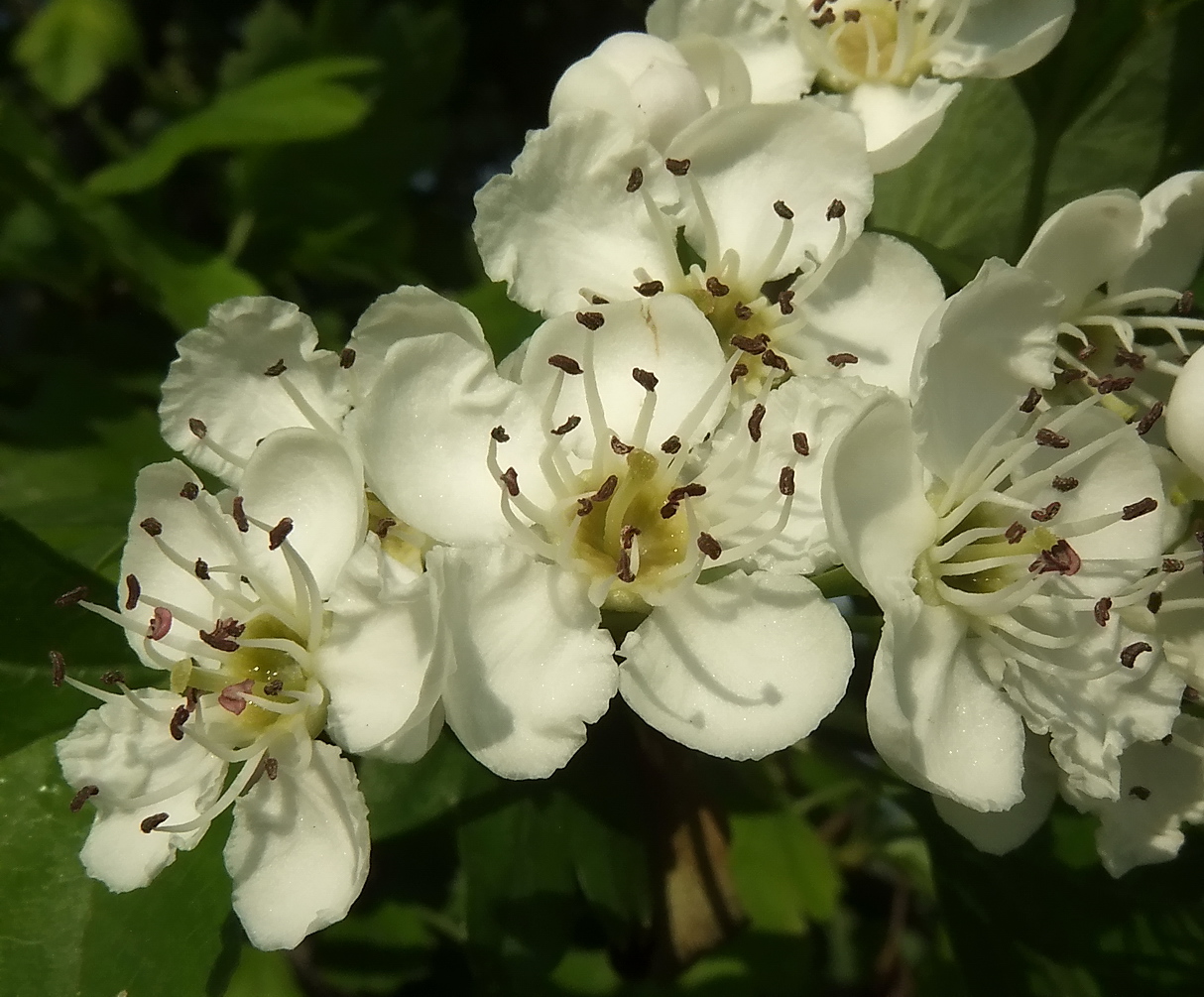 Image of Crataegus monogyna specimen.