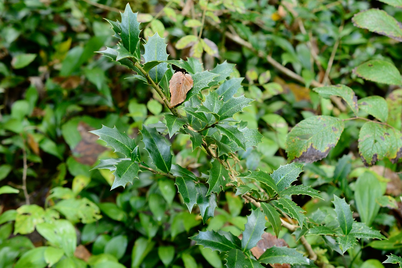 Image of Ilex colchica specimen.