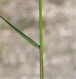 семейство Poaceae