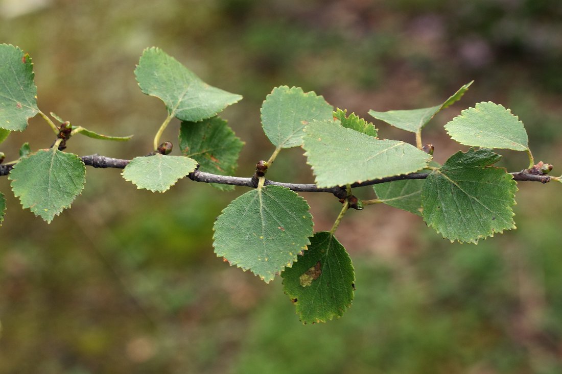 Изображение особи Betula czerepanovii.