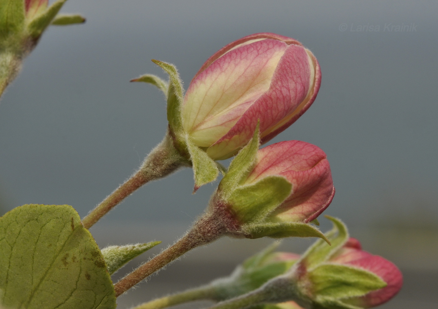 Изображение особи Malus mandshurica.