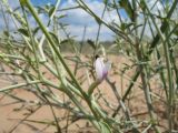 Astragalus cognatus. Цветок с жучком и побеги. Южный Казахстан, Жамбылская обл., окр. с. Акыртобе; южная часть песков Мойынкум, полузакреплённые пески. 12 мая 2021 г.