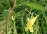 Impatiens noli-tangere