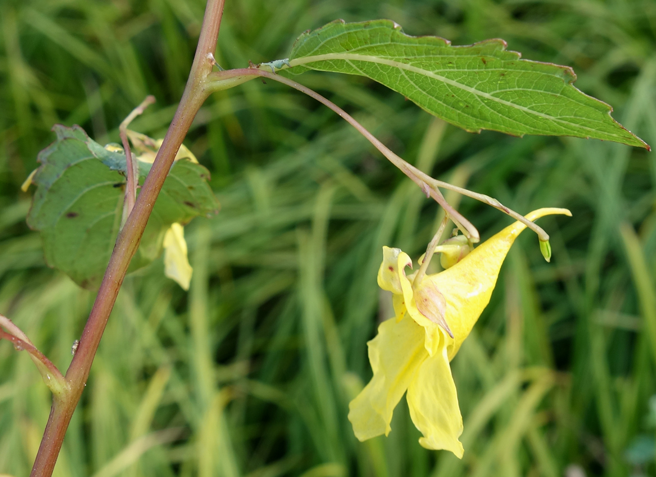 Image of Impatiens noli-tangere specimen.