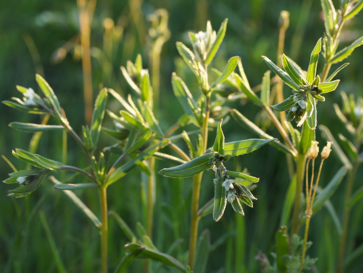 Изображение особи Buglossoides arvensis.