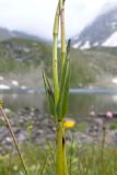 Bistorta carnea. Части побегов. Карачаево-Черкесия, Урупский р-н, Кавказский биосферный заповедник, Имеретинские озёра, дол. оз. Тихое, ≈ 2620 м н.у.м., альпийский луг. 29.07.2022.