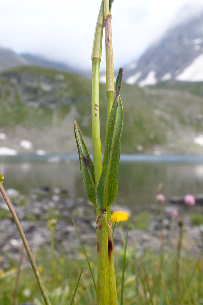 Изображение особи Bistorta carnea.