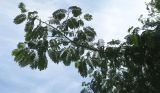 Albizia julibrissin. Часть кроны с характерными сложными листьями. Болгария, Бургасская обл., село Оризаре, в культуре. 14.09.2021.