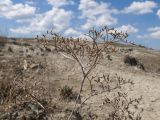 Limonium scoparium. Сухое прошлогоднее соплодие с остатками плодов. Краснодарский край, Крымский р-н, окр. станицы Гладковская, грязевой вулкан Гладковские сопки, сопочное поле. 03.06.2018.