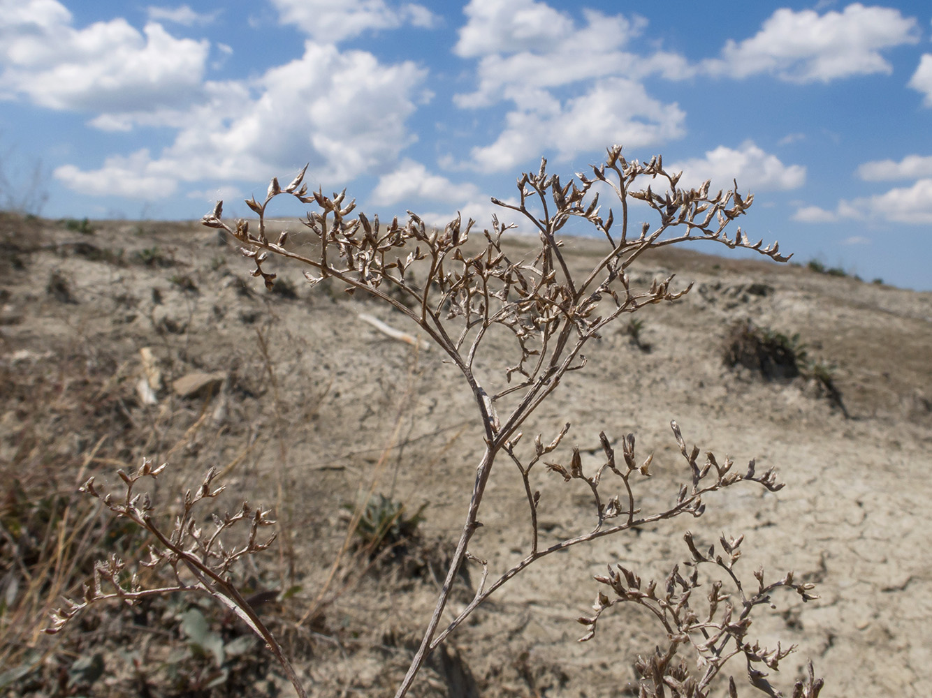 Image of Limonium scoparium specimen.