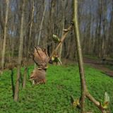 Corylus avellana. Часть ветви с прошлогодними плодами и проснувшимися почками. Санкт-Петербург, Дудергофские высоты, широколиственный лес. 26.04.2023.