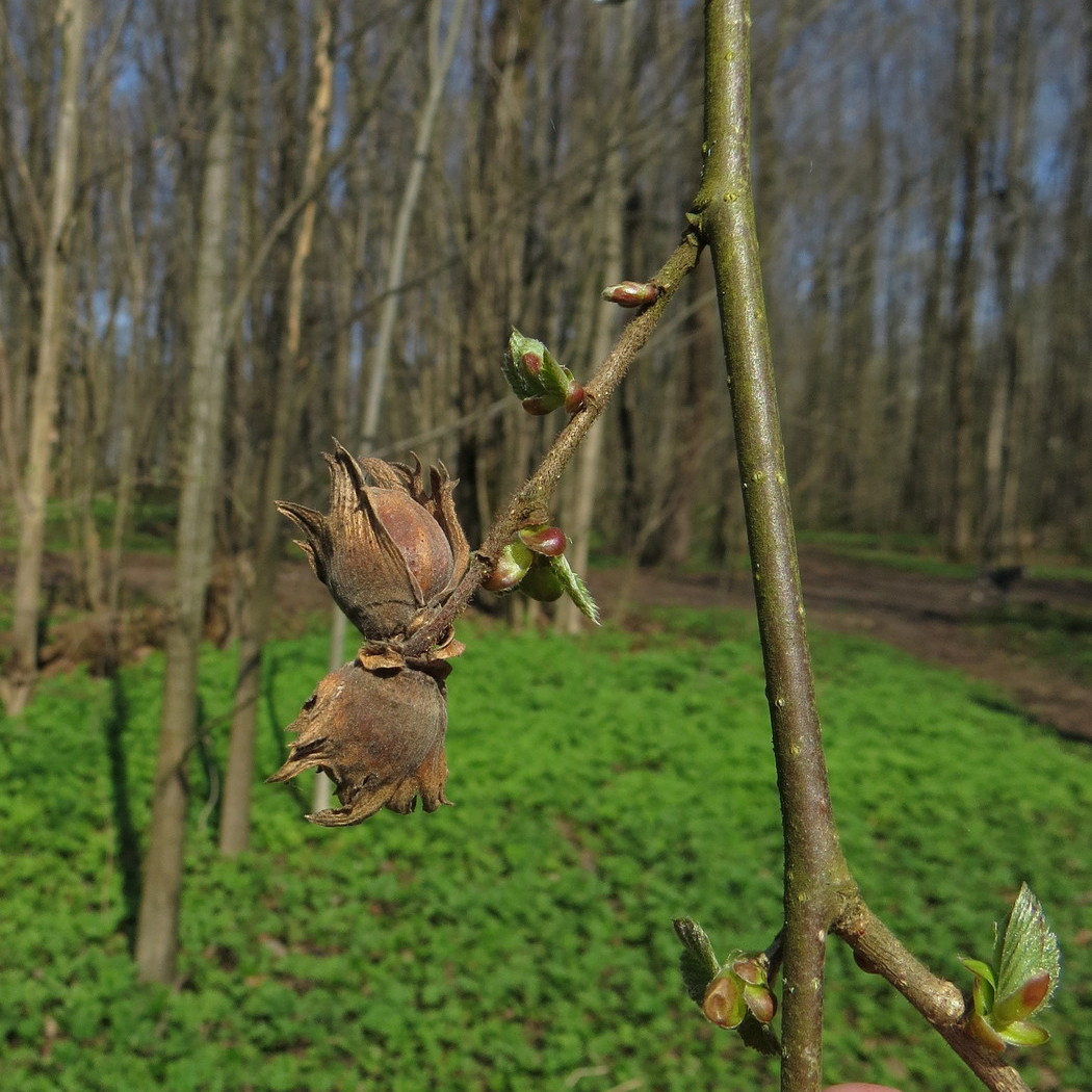 Image of Corylus avellana specimen.