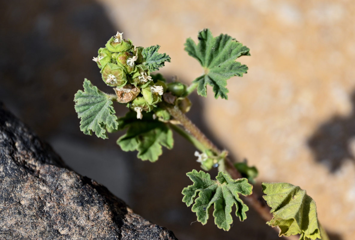 Image of Malva parviflora specimen.