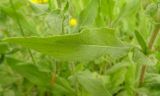 Inula britannica