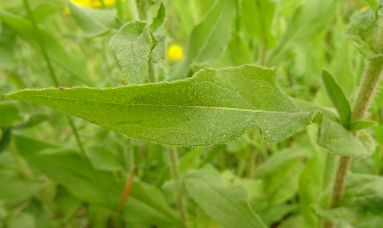 Изображение особи Inula britannica.