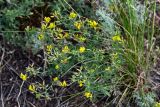 Medicago falcata