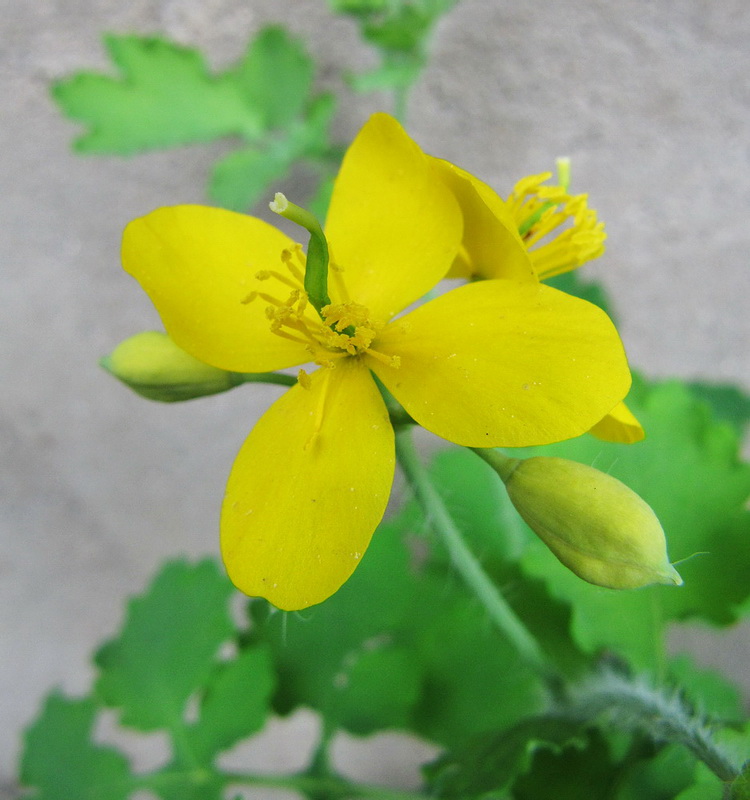 Image of Chelidonium majus specimen.
