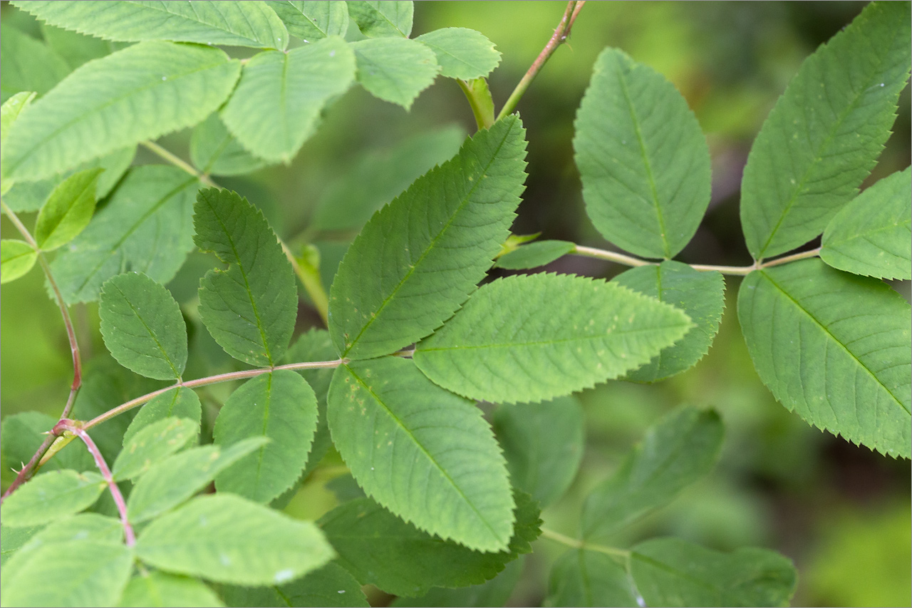 Image of Rosa cinnamomea specimen.