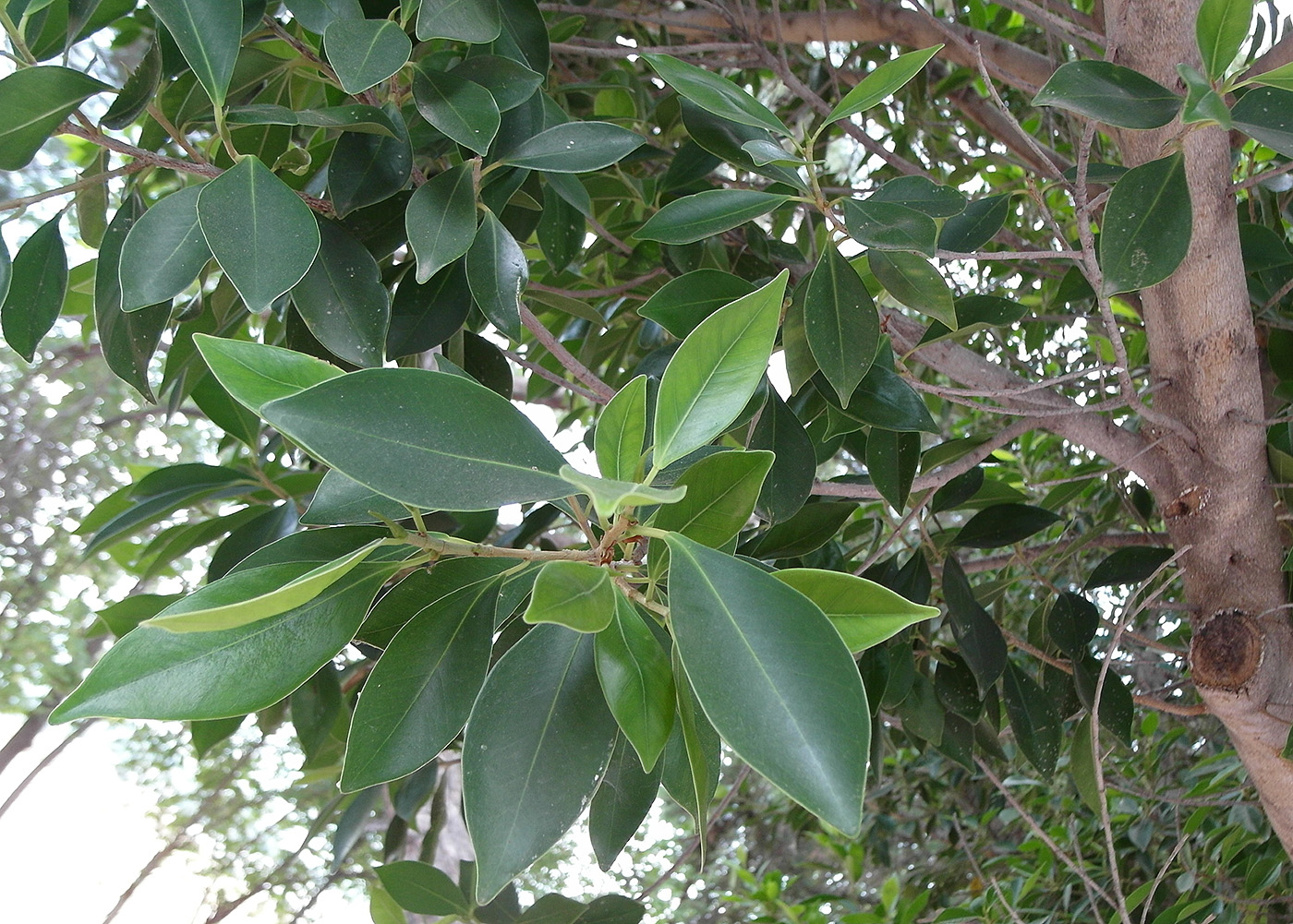 Image of genus Ficus specimen.