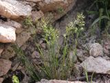 Poa bulbosa ssp. vivipara