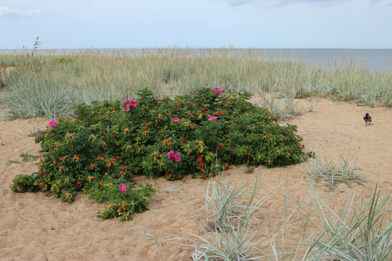 Image of Rosa rugosa specimen.
