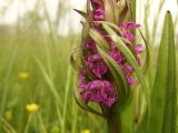 Dactylorhiza incarnata