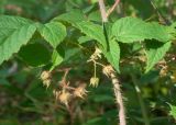 Rubus matsumuranus