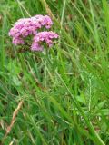 genus Achillea. Верхушка цветущего растения. Полярный Урал, сырая луговина недалеко от берега р. Грубею. 20.07.2007.