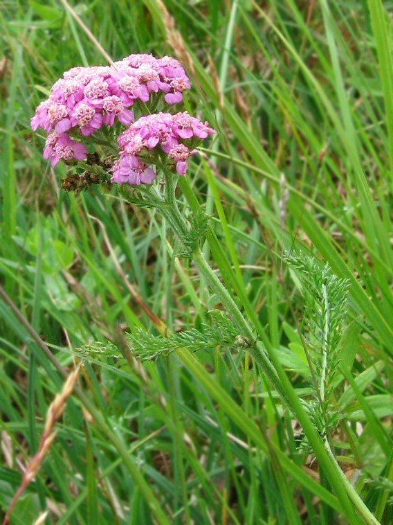 Изображение особи род Achillea.