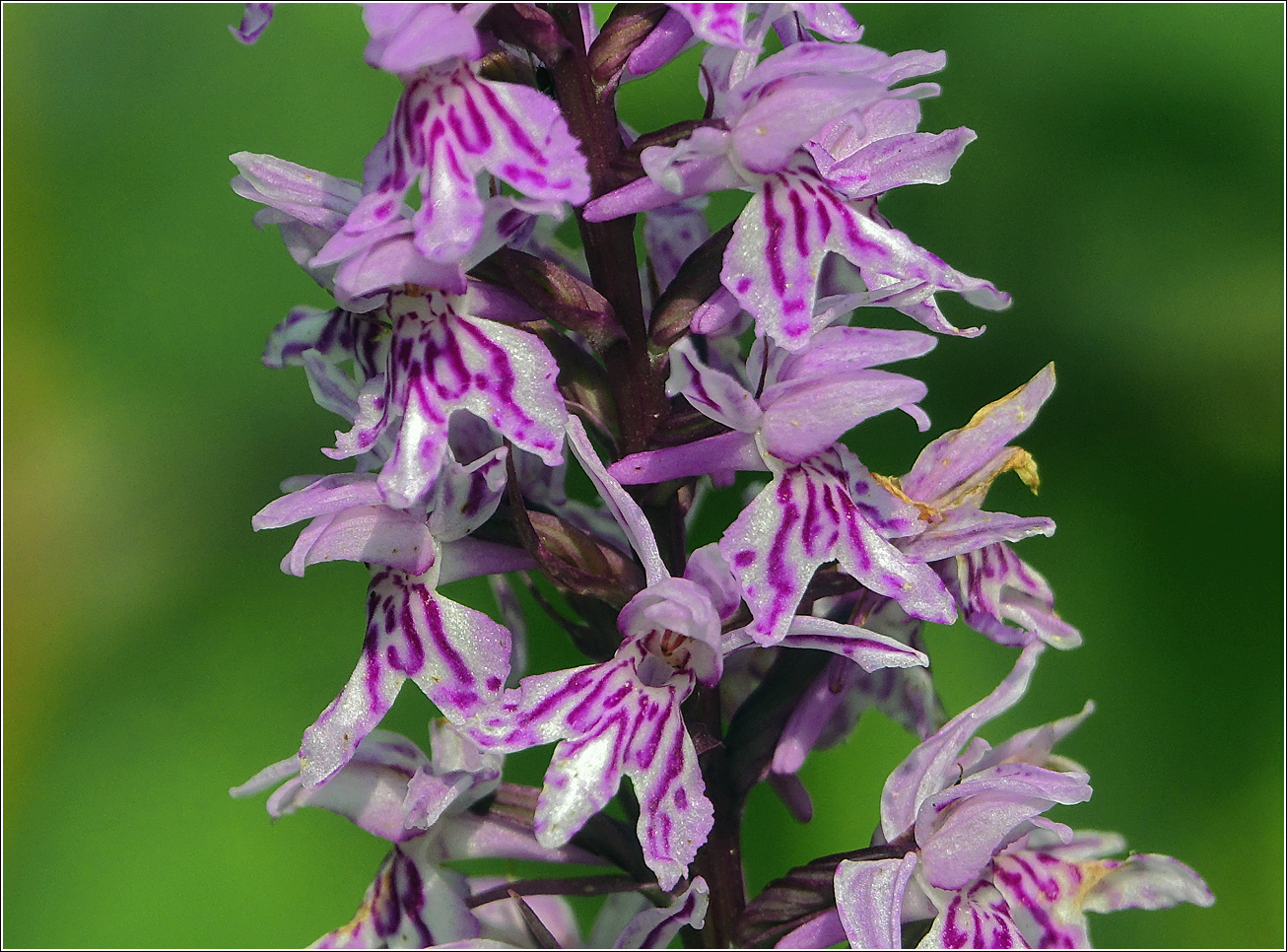 Image of Dactylorhiza fuchsii specimen.