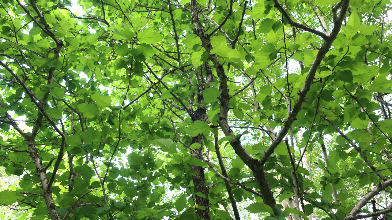 Image of Crataegus chlorosarca specimen.