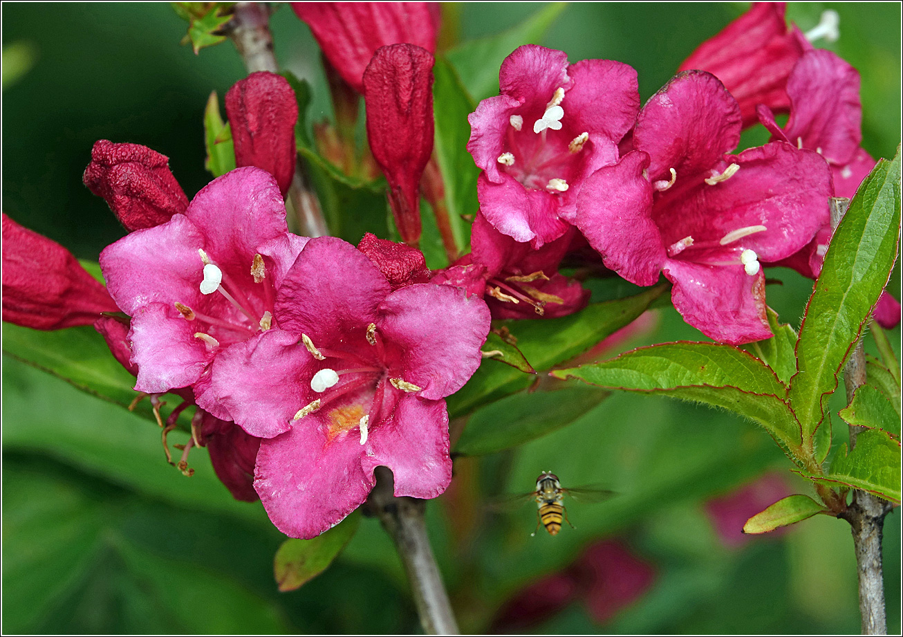 Image of Weigela hybrida specimen.