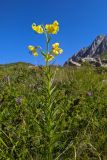 Lilium monadelphum. Верхушка цветущего растения. Карачаево-Черкесия, Карачаевский р-н, Большой Кавказ, правый борт долины р. Узункол, юго-западный склон горы Чатбаши, ≈ 2600 м н.у.м., субальпийский луг. 26.07.2023.