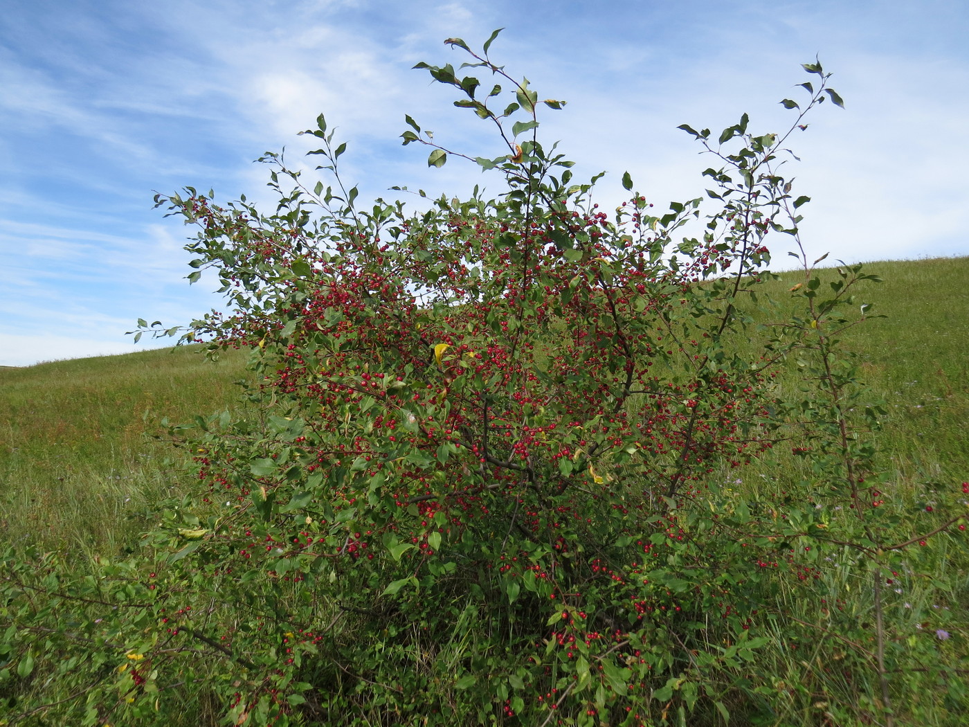 Изображение особи Malus baccata.