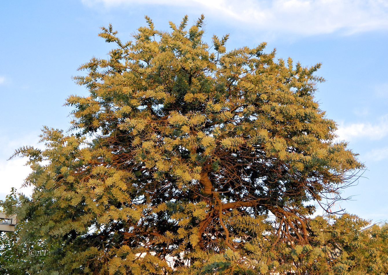 Изображение особи Acacia baileyana.